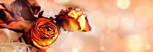 Wide Banner With  Two Dried Red And Yellow Roses On Neutral Background With Bokeh And Copy Space. Processed With Vintage Style