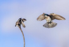Two Birds In Flight