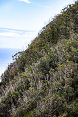 Poster - Vereda do Larano hiking trail, Madeira	