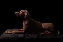 Beautiful Hungarian Vizsla Dog On A Dark Background In The Studio