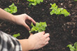 Farmer Hand is planting green oak lettuce in the garden plot or greenhouse. Growing and take care of an organic vegetable farm. Concept of agrotourism or agricultural, ecotourism and natural lifestyle