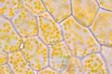 Wall Mural - Cell structure flower, View of chromoplast showing in plant cells under the microscope for classroom education.