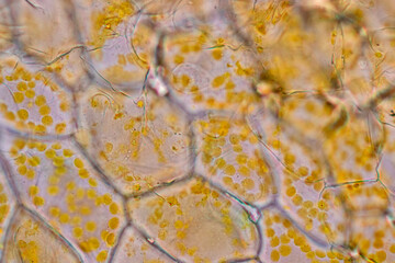 Wall Mural - Cell structure flower, View of chromoplast showing in plant cells under the microscope for classroom education.