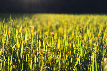 Wall Mural - evening rice fields in the countryside