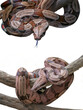 Peruvian red-tailed boa and Suriname boa constrictor crawling on dry wood with transparant background. PNG file.