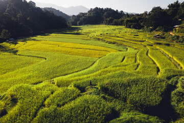 Wall Mural - evening rice fields in the countryside