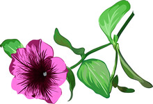 Purple Petunia Flower On A Branch On A Transparent Background. Vector Botanical Illustration
