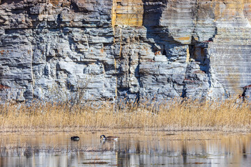 Poster - Canada geese swimming in a lake at an old quarry