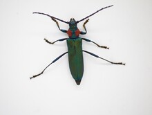 Escarabajo Almizclero , Escarabajo De Cuernos Largos, Aromia Moschata Aislado En Fondo Blanco