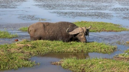 Wall Mural - Grazing water buffalo in the lake of the Amboseli National Park, Kenya