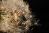 Fototapeta Dmuchawce - Dandelion Flying Seeds