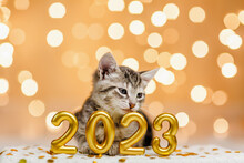 Gray Kitten Sit Next To The Figures Of The New Year 2023 On The Background Of The Lights Of The Christmas Garland
