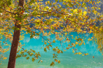 Poster - Namrun mountain autumn lake with tree, Mersin Turkey