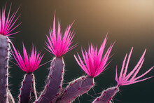 Close Up Of Pink Cactus