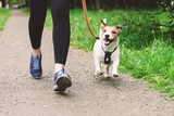 Fototapeta Zwierzęta - Woman running with dog to workout during morning walk