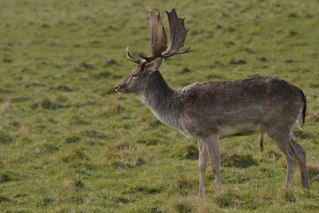 Wall Mural - fallow deer in a field