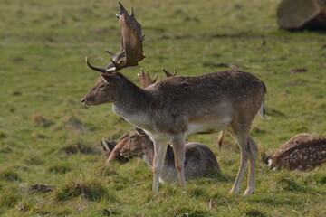 Wall Mural - fallow deer in a field