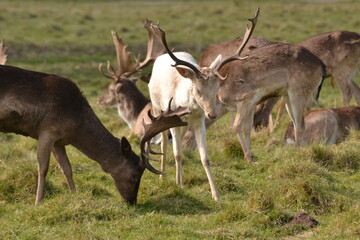 Wall Mural - fallow deer in a field