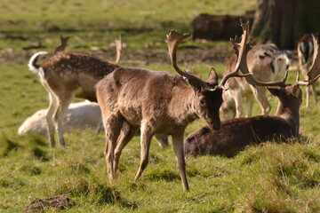 Wall Mural - fallow deer in a field