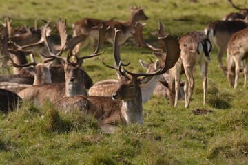Wall Mural - fallow deer in a field
