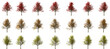 isolated ahorn maple tree set collection autumn