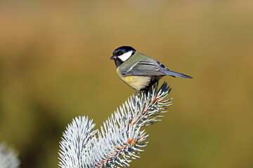 Wall Mural - Parus major. Great Tit in autumn on a branch of a prickly spruce