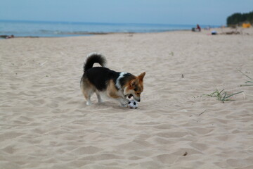 Sticker - Black welsh corgi playing with a ball on the sea beach