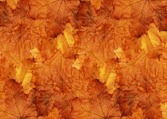 Wall Mural - autumn maple leaves for background