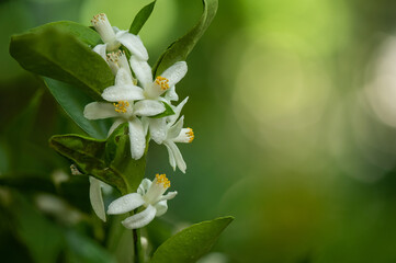 Wall Mural - Orange branch flowers on nature background.