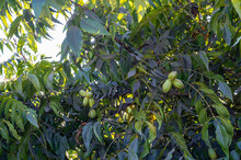 Plantation Of Pecan Nut Trees Near Paphos, Cyprus
