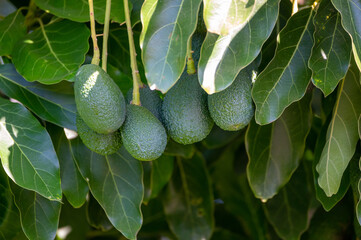 Wall Mural - Ripe green hass avocadoes hanging on tree ready to harvest, avocado plantation on Cyprus