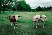 Los Trees Amigos , Three Young Bulls On A Meadow, Looking Into The Camera