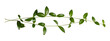 Tender branch with green leaves. periwinkle spring plant on a transparent background