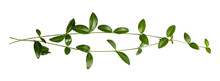 Tender Branch With Green Leaves. Periwinkle Spring Plant On A Transparent Background