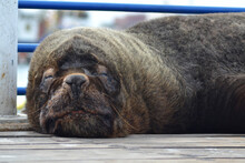 Sea ​​lion Resting On A Pier In Southern Chile