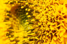 Flower Pistils Macro Photography. Sunflower Center. Sunflower Pestle.