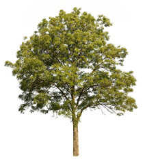 cutout tree for editing work
