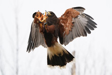 Harris Hawk Catching Thrown Meat Treat In Midair With Talons