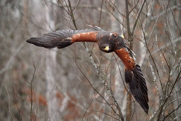 harris hawk doing flight demonstrations at falconry experience in late fall in northern ontario
