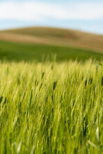 Lush Green Grain Field In A Beautiful Countryside Landscape.