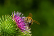 Bee colecting polen from a Greater burdock Arctium lappa flower closeup