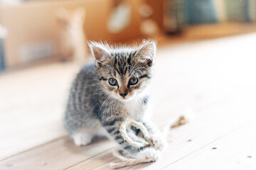 Kitten Looking at Camera
