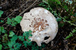 Großer Scheidling Pilz wächst auf Holz Spänen und Gartenabfällen