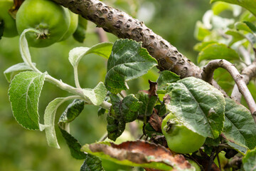 Wall Mural - Rosy leaf-curling apple aphids, Dysaphis devecta, apple tree pest. Detail of affected leaf