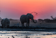 Elephant Splashing Mud At Sunset