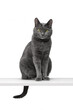 A gray cat sits on the surface and looks into the camera. The background is isolated. Breed Russian blue.