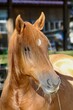 Beautiful horse in broken sunlight