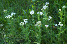Achillea Millefolium, Yarrow Or Common Yarrow White Flowers In Meadow In Sun