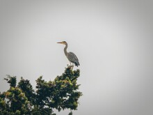 Gray Heron Against Clear Sky