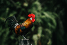 Close-up Of Rooster